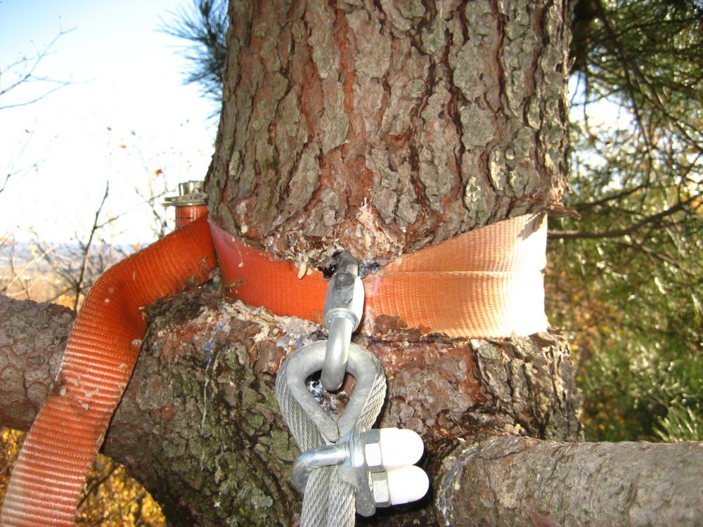 mantenimiento árboles parque de aventura forestal