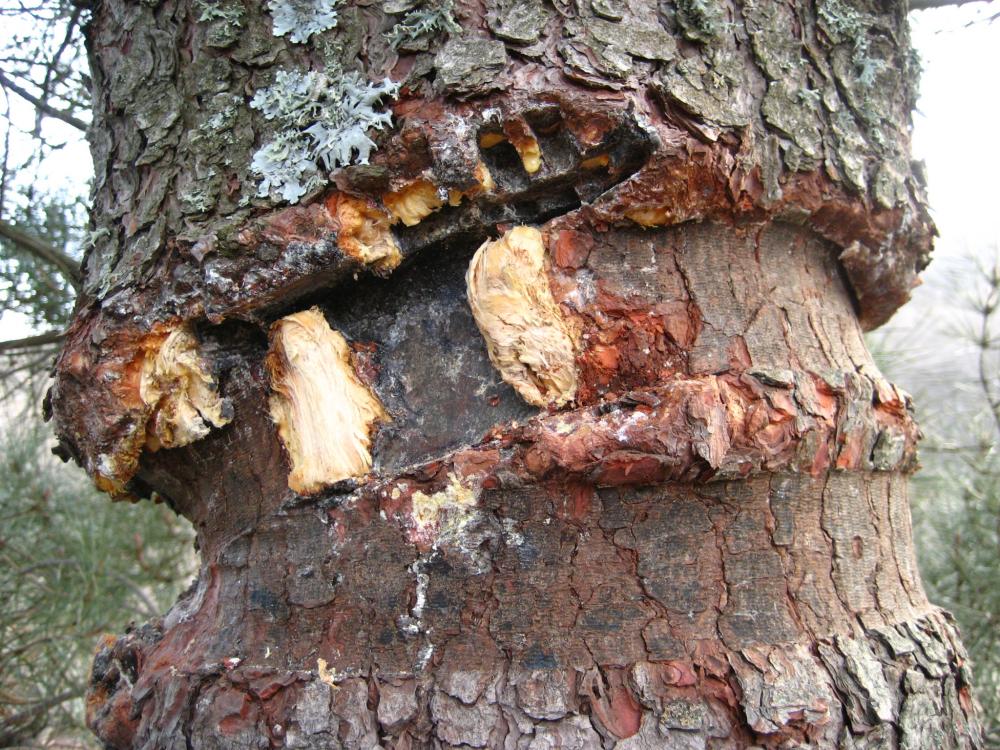 mantenimiento árboles de parque de aventura forestal